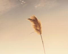 grass at sunset