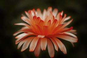 natural orange flower