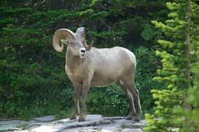 mountain goat with big horns among nature