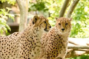 Cheetahs in the national park in Kenya, Africa