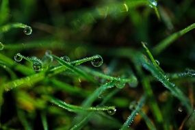 amazingly beautiful grass