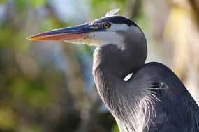 Blue heron in the wild