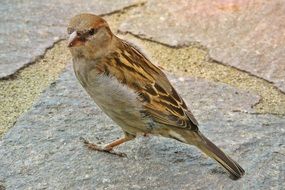 a sparrow stands on a rock