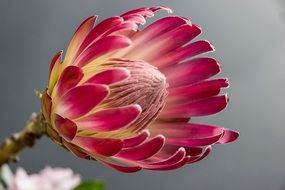 burgundy protea in the garden
