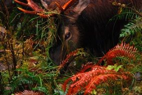 elk in autumn forest, colorful portrait