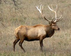 amazing beauty rocky mountain elk