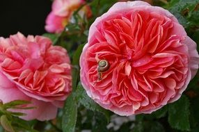 snail on a rose