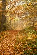 Colorful foliage on the path in autumn