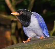 amazing beauty colorful bird
