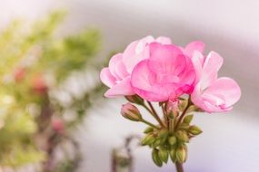 pink geranium bloom close up