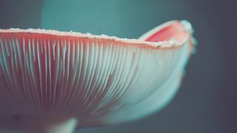 bottom view of poisonous mushroom, macro