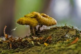 Mushroom-hats close-up