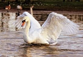 swan with raised wings on the lake