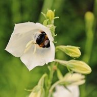 insect in a white flower close up