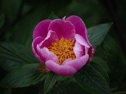 herbaceous peony at dusk