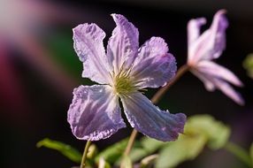 Purple clematis flowers in a garden