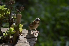 amazing colorful beautiful small bird among nature