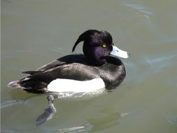 tufted duck