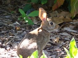 amazing beautymammal rabbit