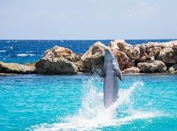 Dolphin who jumps from the water