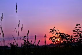 sunrise on grass background