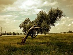 crooked tree on pasture