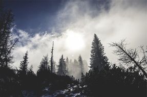 cloudly forest with beautiful trees on the mountain in winter