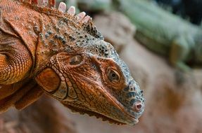 orange iguana in wildlife