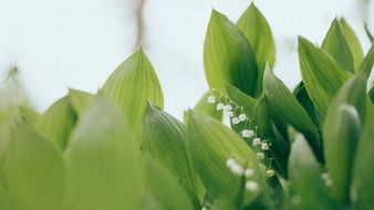 snowdrops messengers of spring