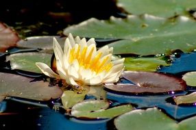yellow water lily on water