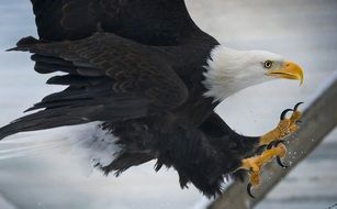 bald eagle in flight close-up