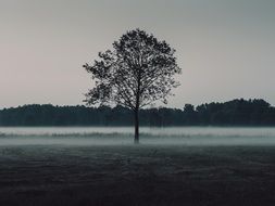 trees on a field