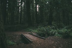 lost wooden bridge in the forest