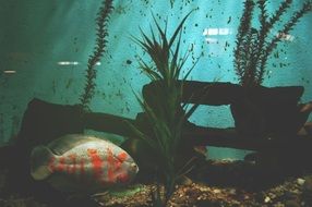 amazing beauty fish aquarium