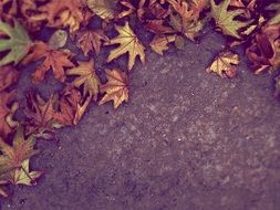 Fall leaves on a ground