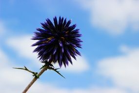 purple thistle flower with thorns