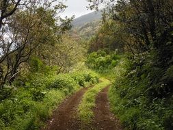 Lane on the landscape, canary islands