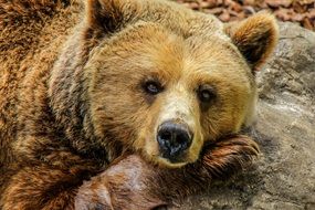bear animal