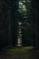 dense forest in spring