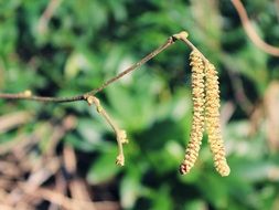 catkins on a plant close up