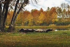 landscape of forest and pond in autumn