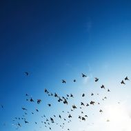 amazing beauty flock birds