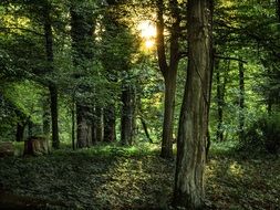 beauty forest trees in the sunlight