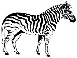 zebra side view drawing