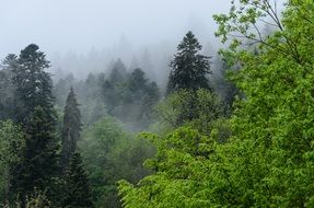 panorama of the black forest in Germany