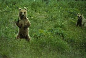 brown bears wildlife \