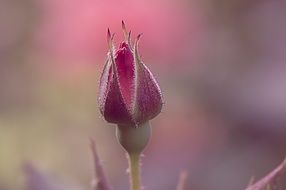 A rosebud on a blurred background