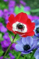 Red poppy on a background of blue flowers