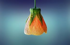 Inverted bud of a decorative flower