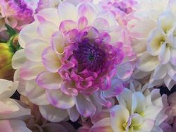 close up photo of lots of dahlia flowers
